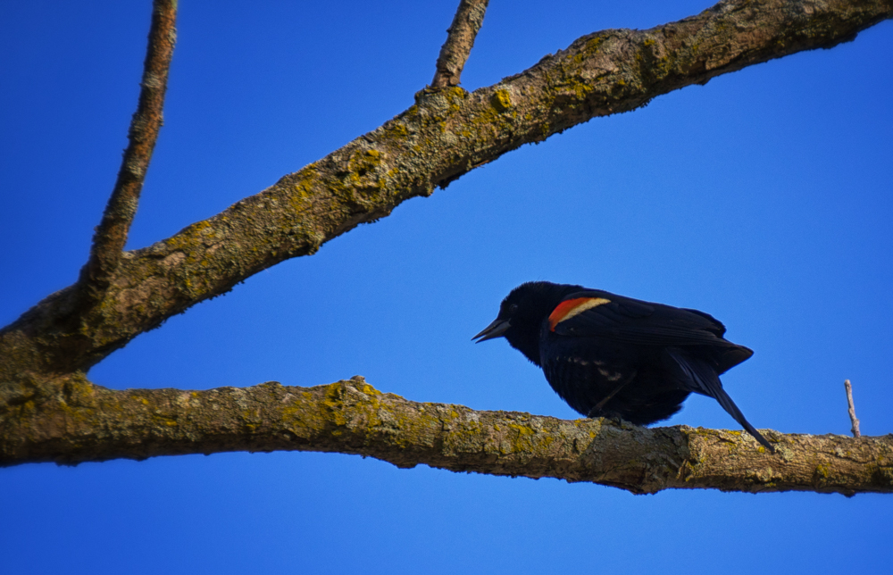 red-winged blackbird speaks